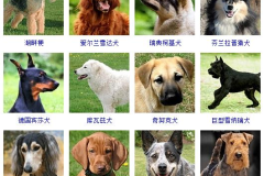 宠物狗种类大全,揭秘世界各地的可爱犬种