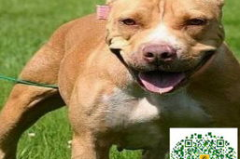 比特犬多少钱,了解不同品种与级别的市场行情