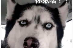 哈士奇头像高清图片,可爱与搞笑的视觉盛宴